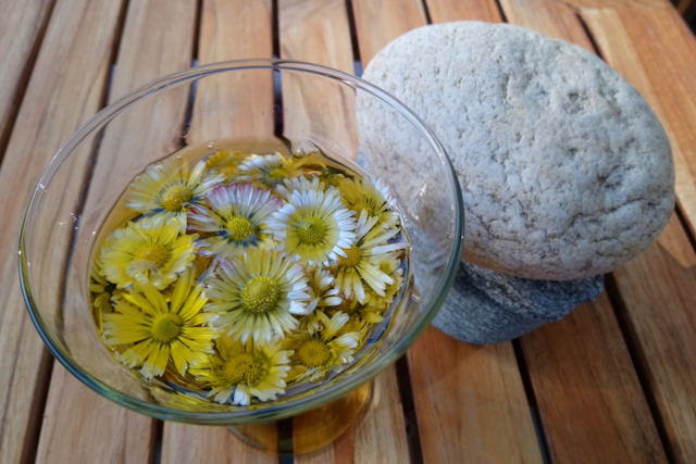 Gänseblümchen